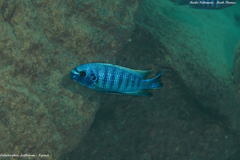 Labeotropheus fuelleborni 'Ngwasi'
